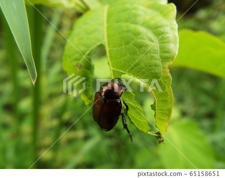 日本甲蟲 65158651