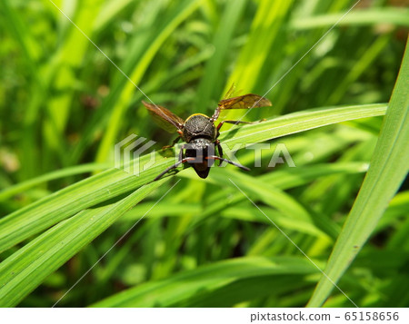 Entodroke Entodroke 65158656