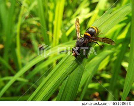 Entodroke 65158658