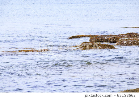 Rocky place (early summer) 65158662