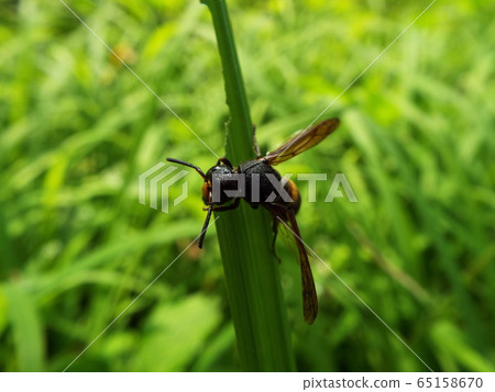 Entodroke Entodroke 65158670