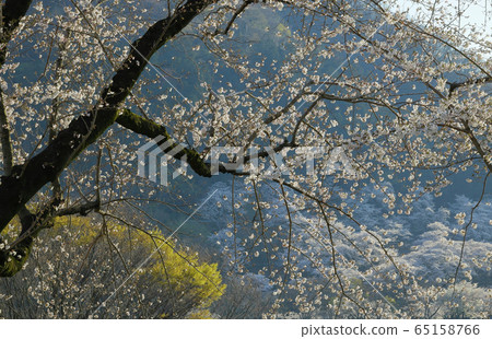 Cherry blossoms by the lake Cherry blossoms by the lake 65158766