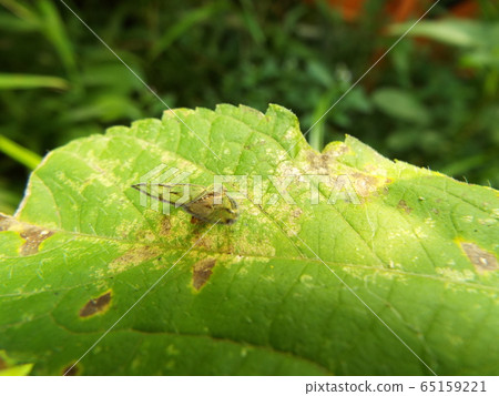 Scuba Hagoromo 65159221