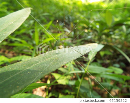 The house beetle The house beetle 65159222