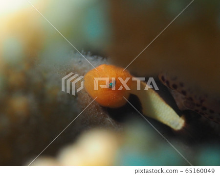Panda Dalma Goby Panda Dalma Goby 65160049