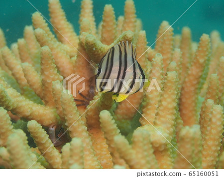 蝴蝶魚的幼蟲 蝴蝶魚的幼蟲 65160051