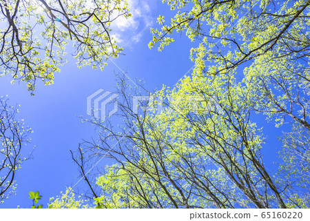 Fresh green and blue sky Fresh green and blue sky 65160220