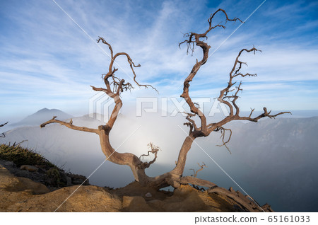 Dead tree on Kawah Ijen crater in East Java, Indonesia Dead tree on Kawah Ijen crater in East Java, Indonesia 65161033