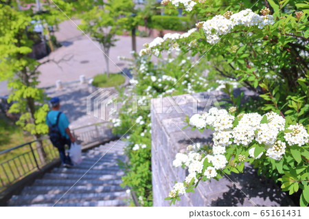 Early summer white flowers 65161431