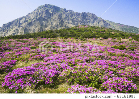 漢拏山杜鵑花 65161995