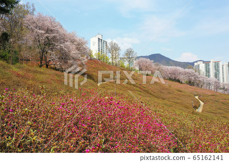 杜鵑花園 杜鵑花園 65162141