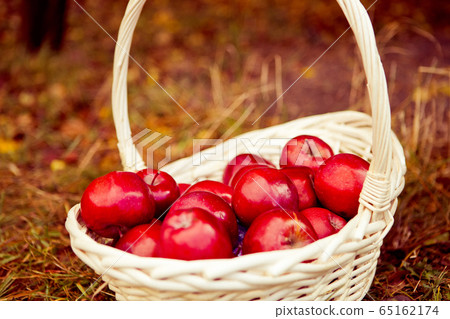 Red ripe apples in a straw basket in the garden Red ripe apples in a straw basket in the garden 65162174