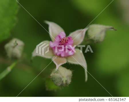 Nawashiro strawberry flower 4 Nawashiro strawberry flower 4 65162347