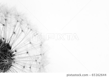 蒲公英的種子_特寫 65162644