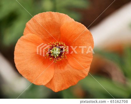 Nagamishiba flower Nagamishiba flower 65162708