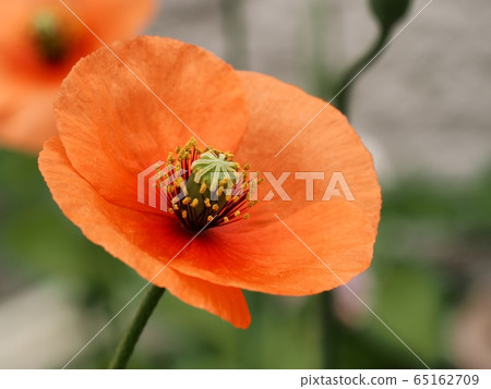 Nagamishiba flower Nagamishiba flower 65162709