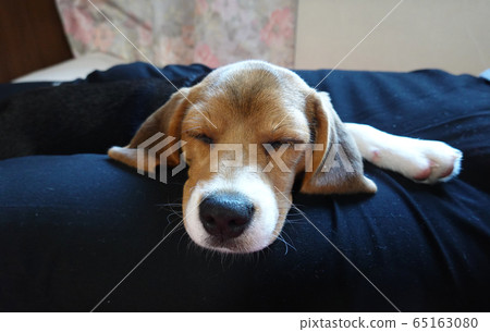 Beagle Indoor Dog Medium Dog Puppy Puppy Dog 65163080