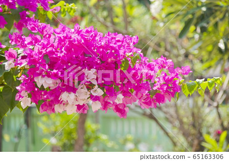 A large pink and white bougainvillea flower group grows the summer during the daytime in the home gardens. 65163306