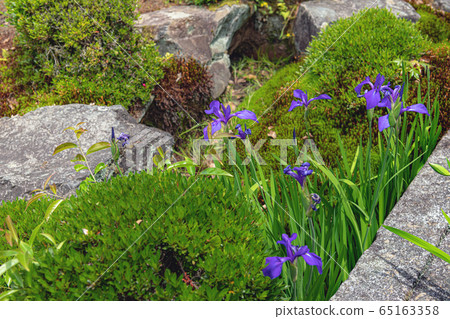 Moriwaka in the garden Moriwaka in the garden 65163358