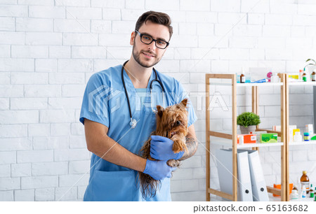 Portrait of handsome veterinary practitioner holding Yorkshire terrier at vet clinic 65163682