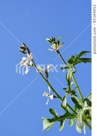 Veppy leaf planted from seeds grew and flowers bloomed. arugula. The flowers are also delicious. Kitchen garden, balcony garden, vegetables Veppy leaf planted from seeds grew and flowers bloomed. arugula. The flowers are also delicious. Kitchen garden, balcony garden, vegetables 65164052