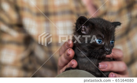Woman holds funny black kitten with blue eyes Woman holds funny black kitten with blue eyes 65164080