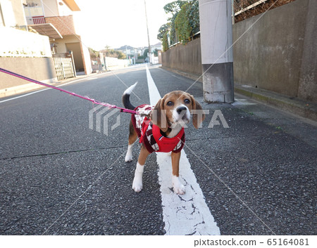 Beagle puppy puppy dog walk dog walk 65164081