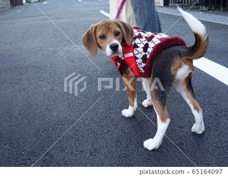 小獵犬小狗小狗走來走去 小獵犬小狗小狗走來走去 65164097