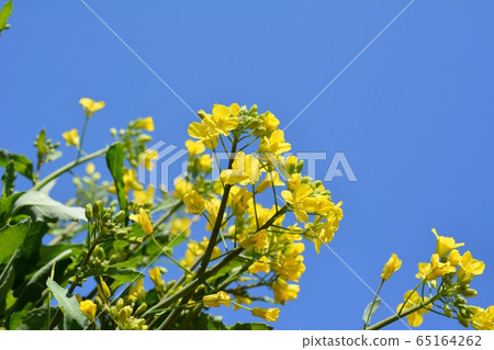 三陸芽黃色花和芝麻菜白花，菜園，蔬菜，花卉，成分，圖像素材 65164262
