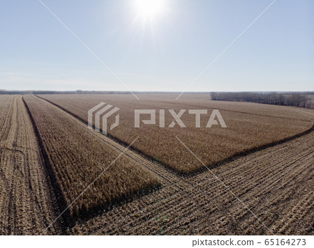 Harvesting a corn field tractor from a height Harvesting a corn field tractor from a height 65164273