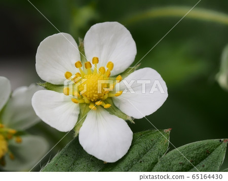 野草莓花 65164430