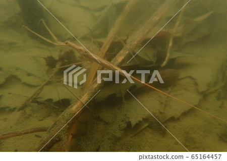 Water mantis Ranatra chinensis Water mantis Ranatra chinensis 65164457