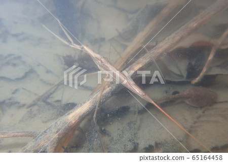 水螳螂中華林蛙 65164458