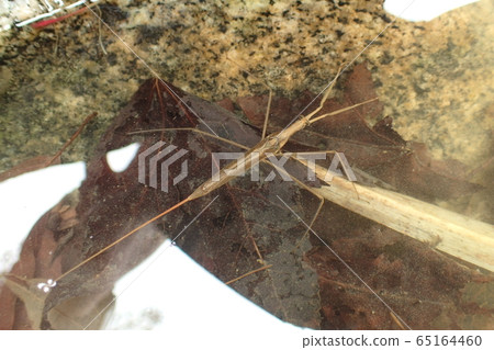 Water mantis Ranatra chinensis Water mantis Ranatra chinensis 65164460