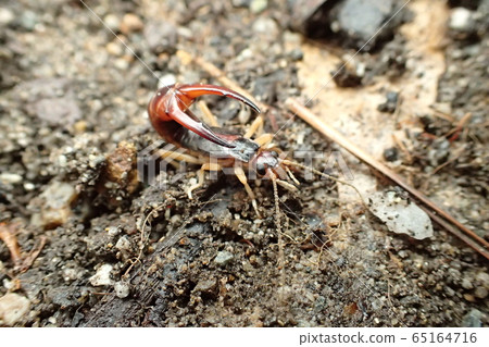Greater Earwig Labidura riparia 65164716
