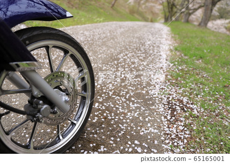 自行車遊覽_櫻花 自行車遊覽_櫻花 65165001