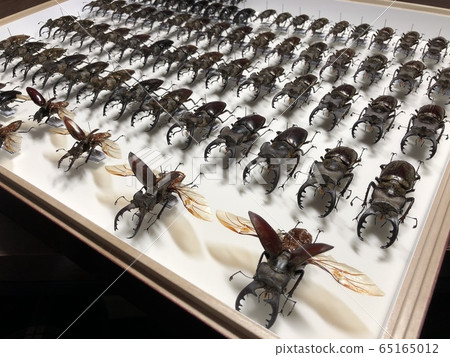 甲蟲Lucanus maculifemoratus標本 甲蟲Lucanus maculifemoratus標本 65165012