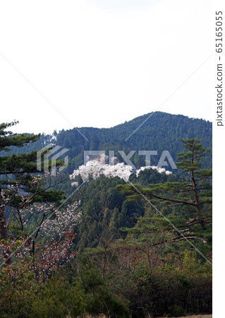 Yoshinoyama Okusenbonzakura 65165055