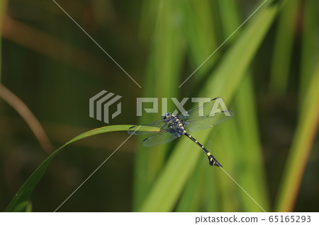 Sinictinogomphus棒曲霉 65165293