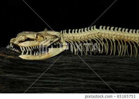 Close up head bone snake for pattern bone snake on 65165751