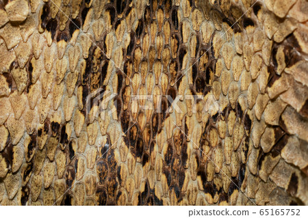 close up real viper snake skin for animal pattern close up real viper snake skin for animal pattern 65165752