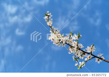 one branch of blooming white cherry on a background of blue sky and 65165772