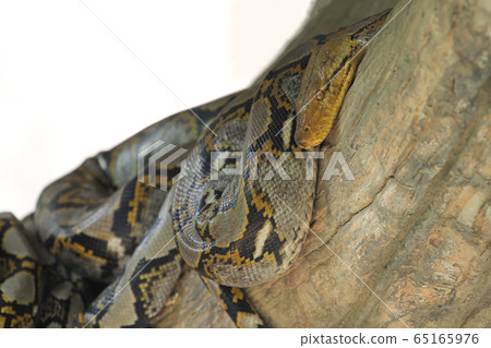 Close up Head big burmese python snake in body on Close up Head big burmese python snake in body on 65165976
