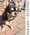Chihuahua who loves outside 65165997