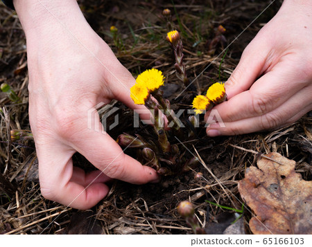 Hands plucking coltsfoot blooming flowers. 65166103