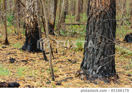 scorched trees, burned tree trunks, forest fire scorched trees, burned tree trunks, forest fire 65166179