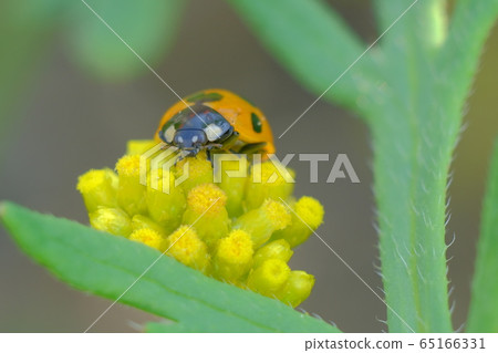 瓢蟲的生活區 65166331