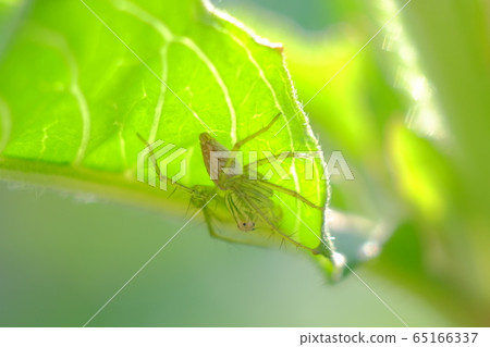 Spider behind the leaf 65166337