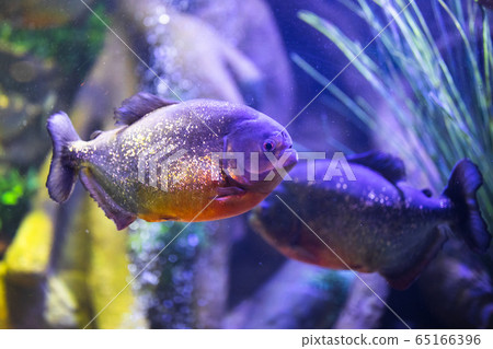 red-bellied piranha fish in aquarium with red-bellied piranha fish in aquarium with 65166396