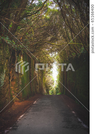 Mirador Pico del Ingles path in Anaga rural park 65166400